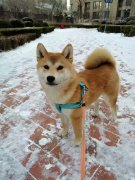 柴犬名叫小波(但是叫名字没有反应)于3月8日凌晨在中心医院北门门前走失